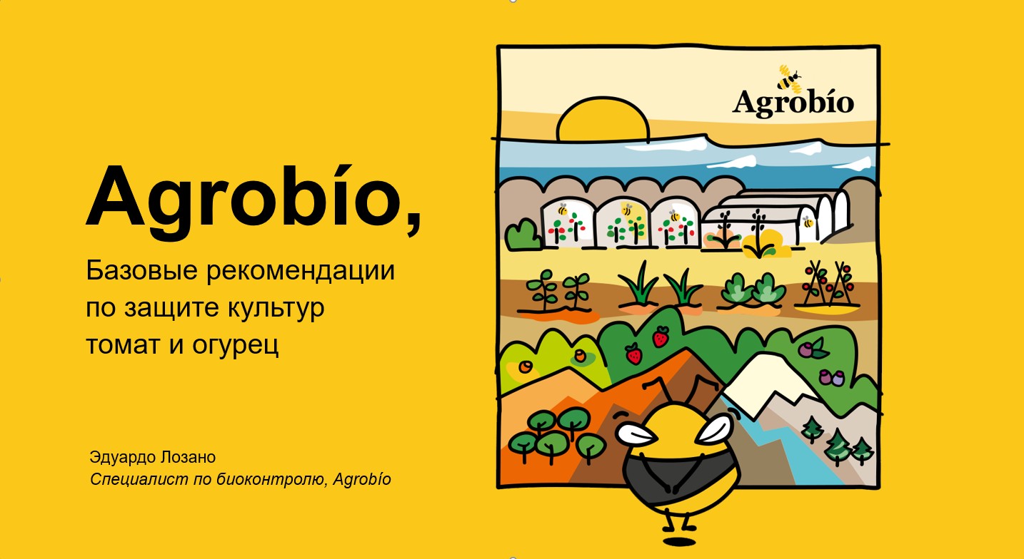 Огурец и томат под защитой: как биоконтроль спасает урожай от трипса и Tuta Absoluta