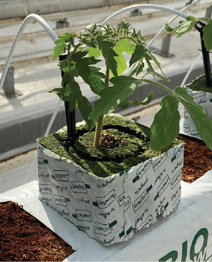 Здоровые корни – залог здоровья растения. как способствовать развитию корневой системы и создать наилучшие условия для растения